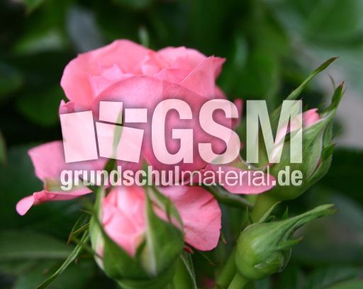 Rose-rosa-1.jpg